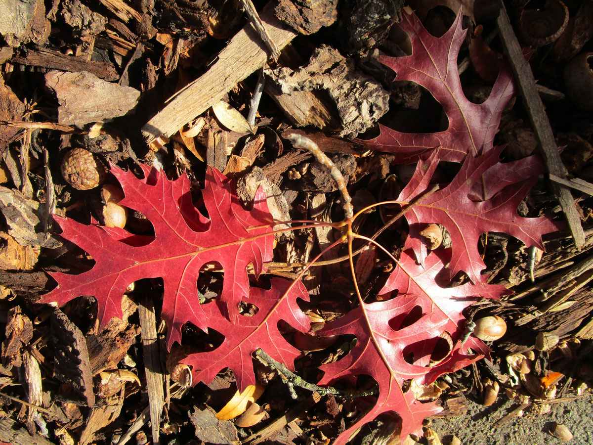 Fall leaves by Susan Fluegel